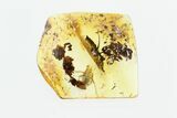 Fossil Flower Bug (Anthocoridae) In Baltic Amber #270637-1